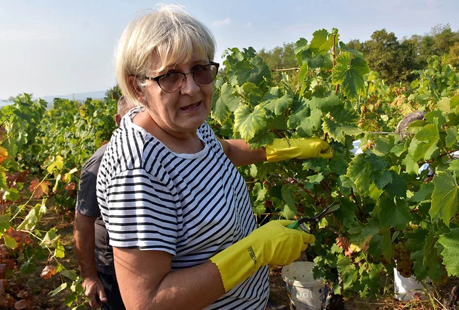 BERBU OBAVIO VINKO JAGIČIĆ IZ BIŠKUPACA: Visoki sladori obećavaju vrhunsko vino