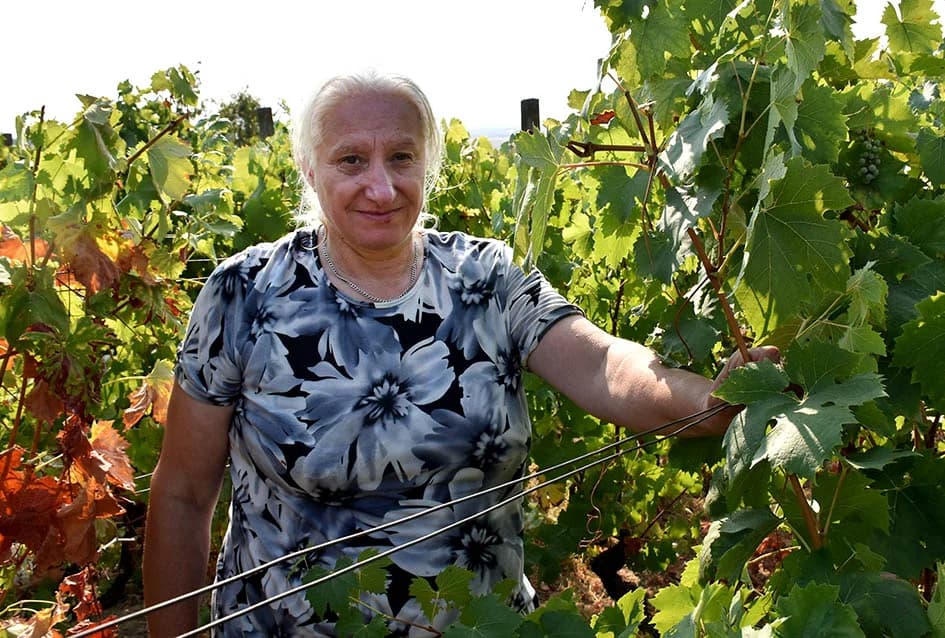 BERBU OBAVIO VINKO JAGIČIĆ IZ BIŠKUPACA: Visoki sladori obećavaju vrhunsko vino