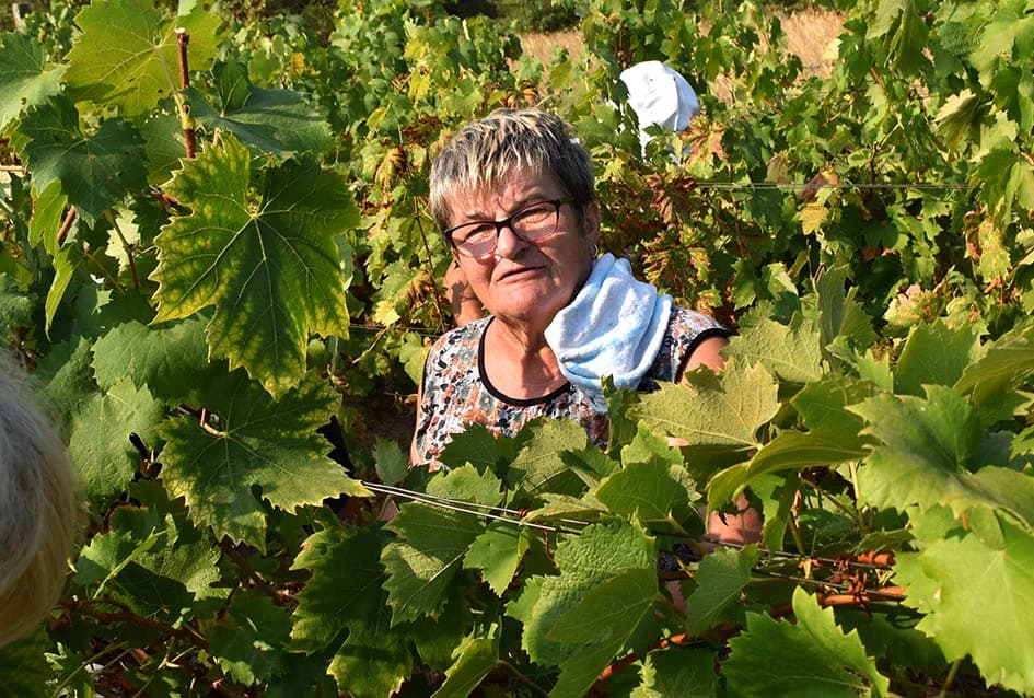 BERBU OBAVIO VINKO JAGIČIĆ IZ BIŠKUPACA: Visoki sladori obećavaju vrhunsko vino