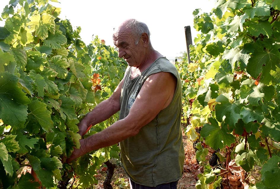 BERBU OBAVIO VINKO JAGIČIĆ IZ BIŠKUPACA: Visoki sladori obećavaju vrhunsko vino