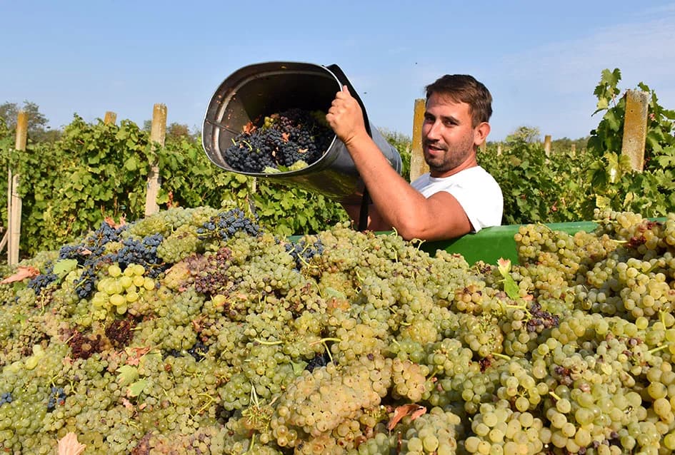 BERBU OBAVIO VINKO JAGIČIĆ IZ BIŠKUPACA: Visoki sladori obećavaju vrhunsko vino