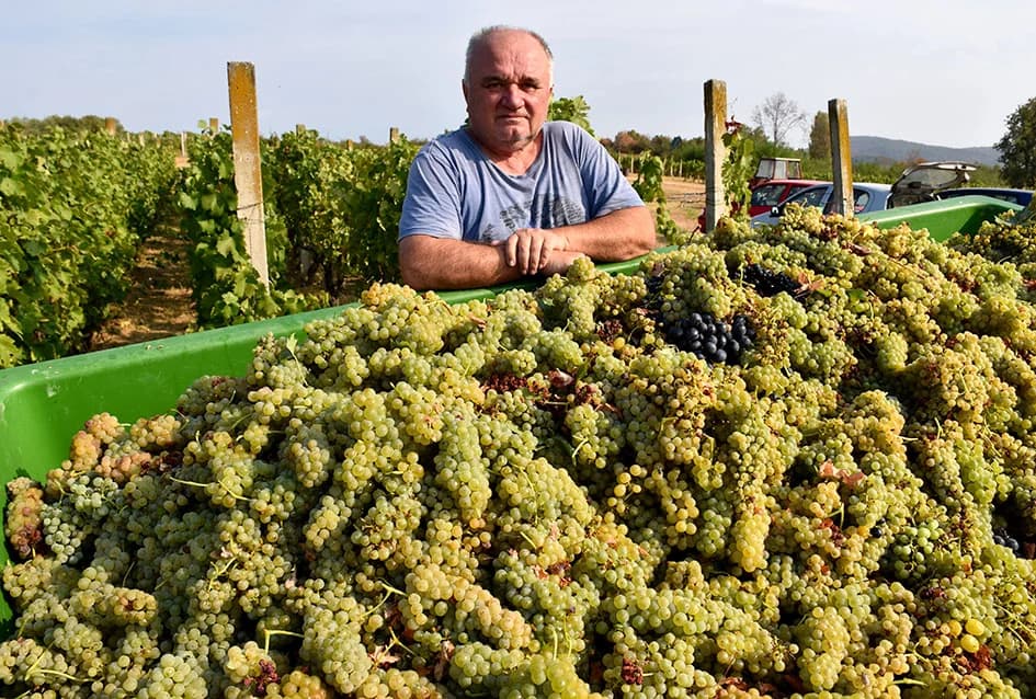 BERBU OBAVIO VINKO JAGIČIĆ IZ BIŠKUPACA: Visoki sladori obećavaju vrhunsko vino
