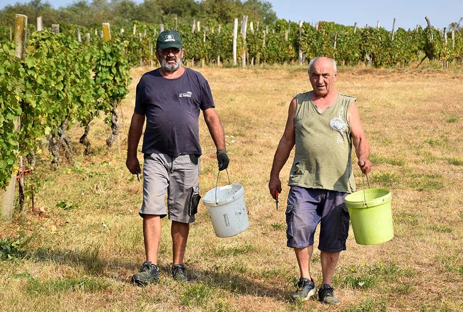 BERBU OBAVIO VINKO JAGIČIĆ IZ BIŠKUPACA: Visoki sladori obećavaju vrhunsko vino