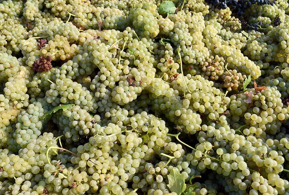 BERBU OBAVIO VINKO JAGIČIĆ IZ BIŠKUPACA: Visoki sladori obećavaju vrhunsko vino
