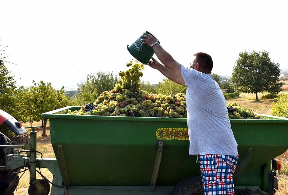 BERBU OBAVIO VINKO JAGIČIĆ IZ BIŠKUPACA: Visoki sladori obećavaju vrhunsko vino