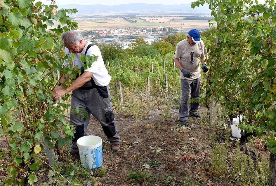 Graševina obećava vrhunsko vino