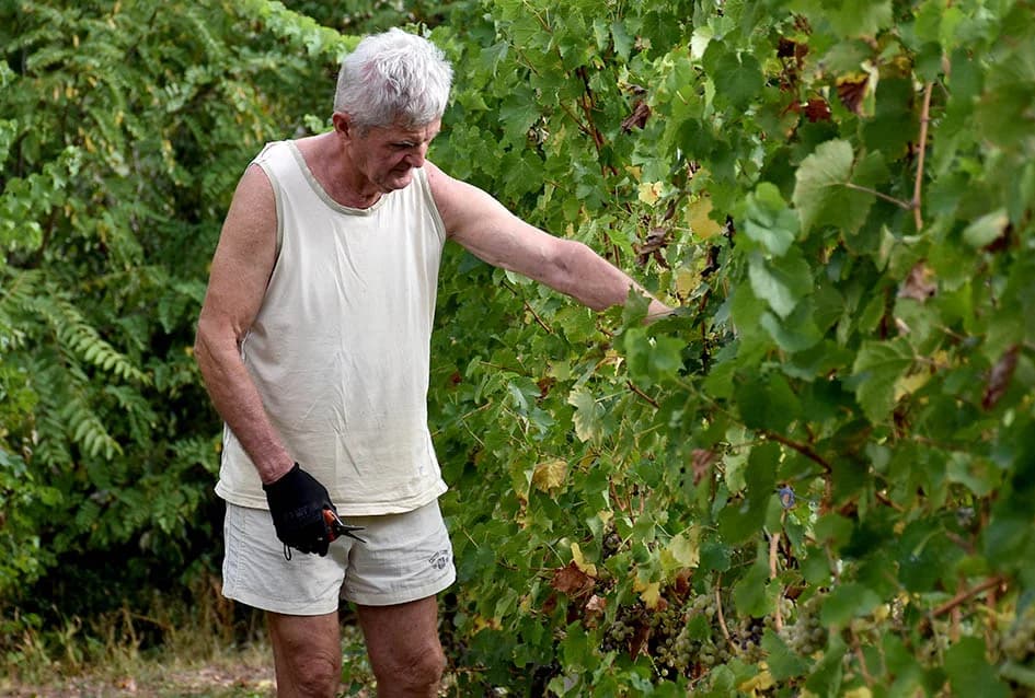 Graševina obećava vrhunsko vino
