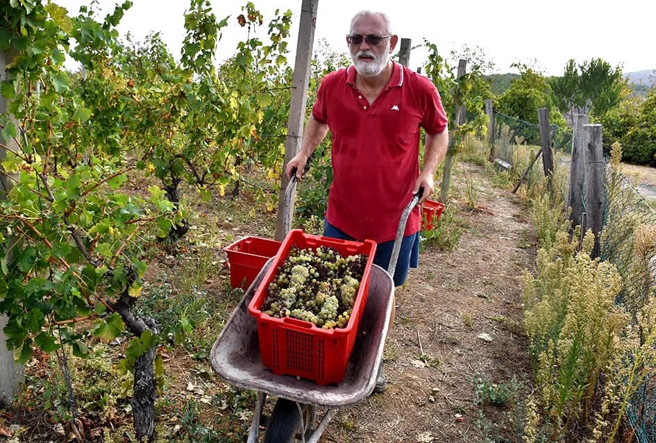 Graševina obećava vrhunsko vino