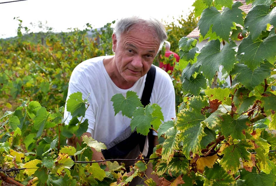 Graševina obećava vrhunsko vino