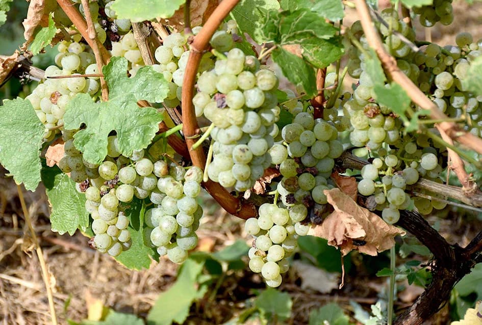 Graševina obećava vrhunsko vino