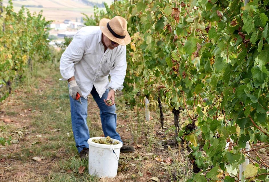 Graševina obećava vrhunsko vino