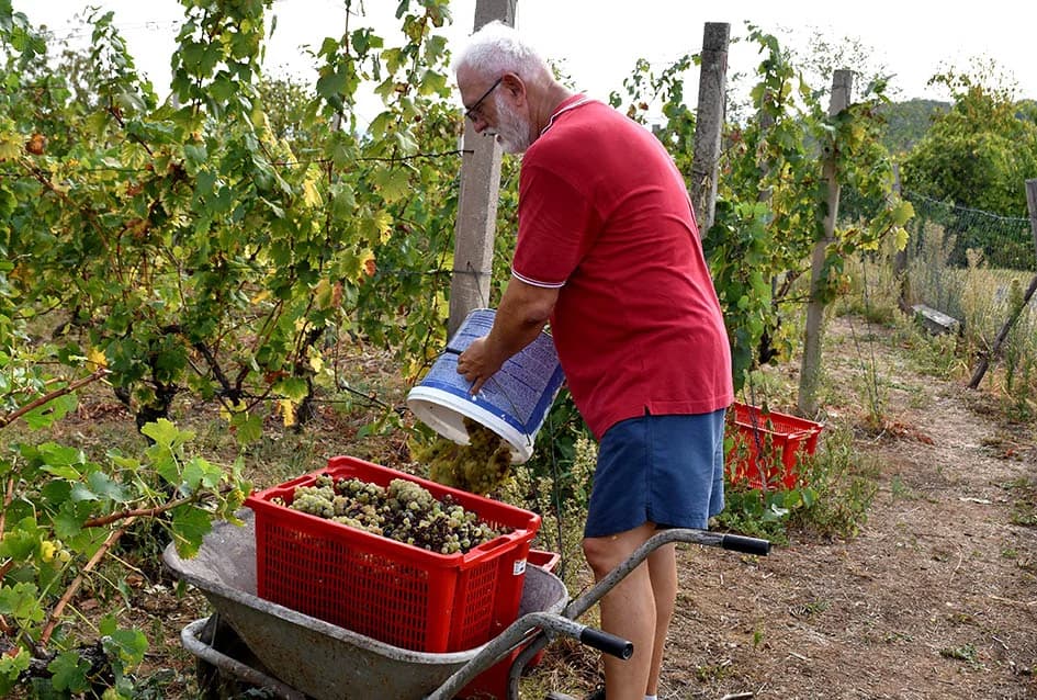 Graševina obećava vrhunsko vino