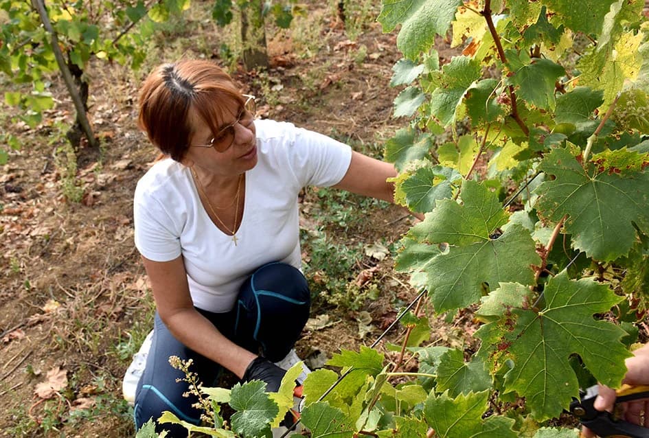 Graševina obećava vrhunsko vino