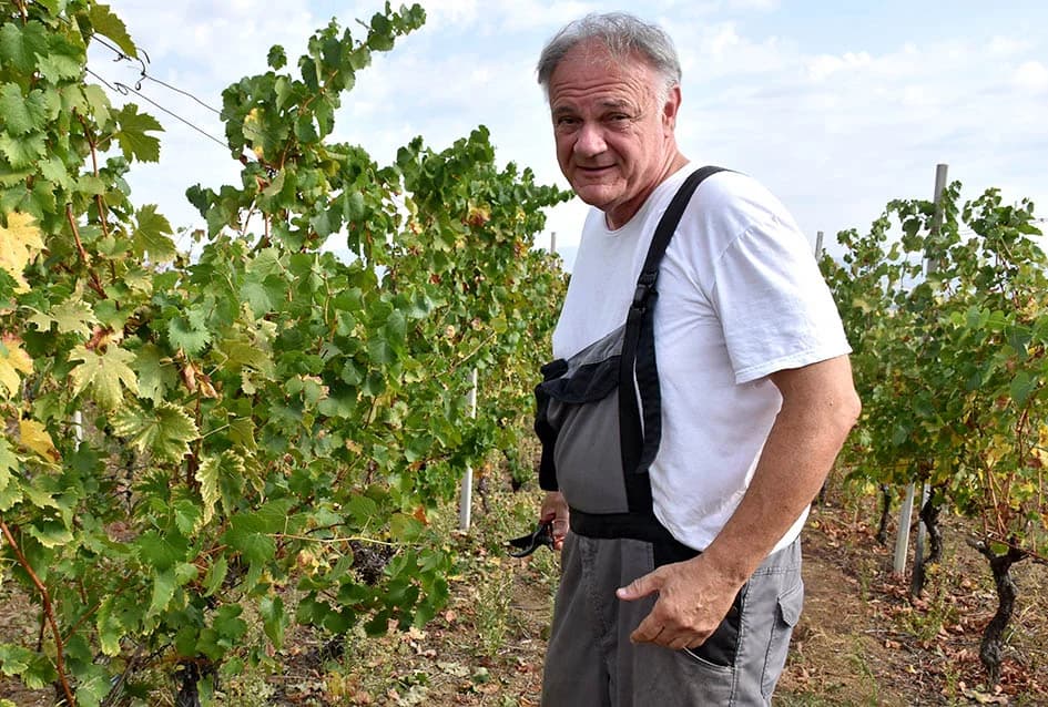 Graševina obećava vrhunsko vino