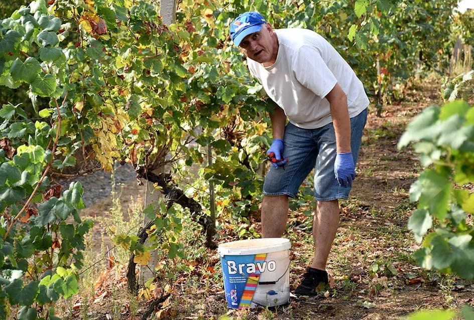 Graševina obećava vrhunsko vino