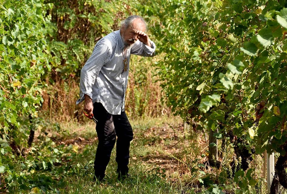 Graševina obećava vrhunsko vino