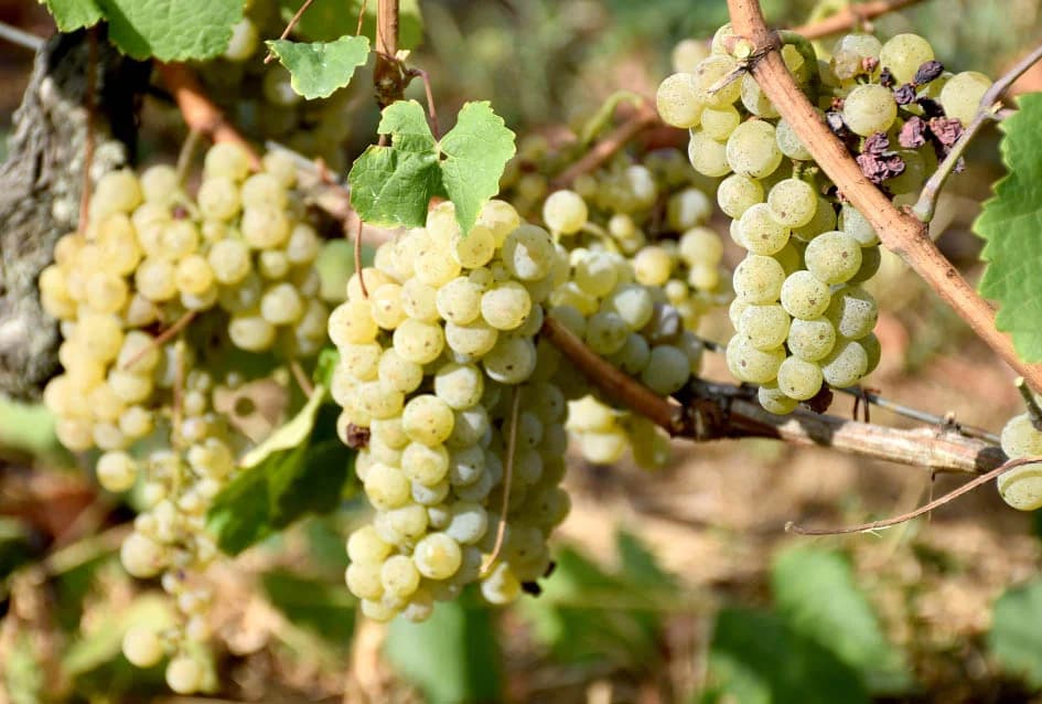 Graševina obećava vrhunsko vino