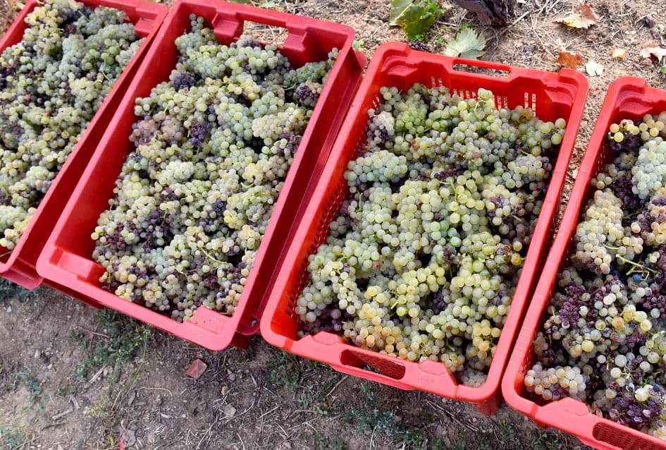 Graševina obećava vrhunsko vino