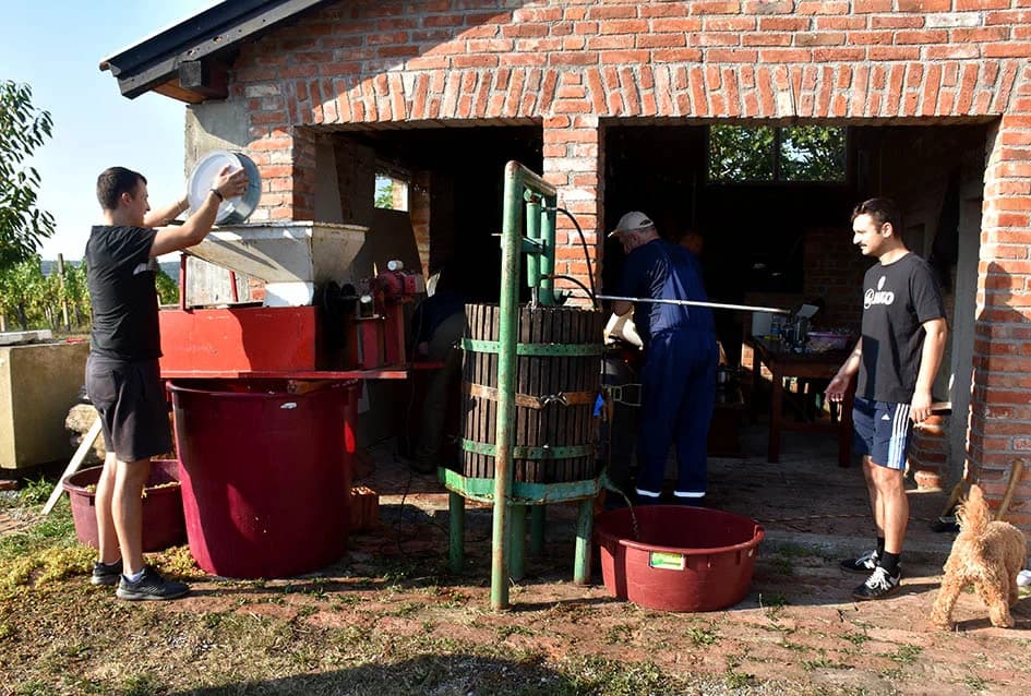 Unatoč ekstremnoj suši dobar urod graševine u vinogradu obitelji Vuković iz Požege