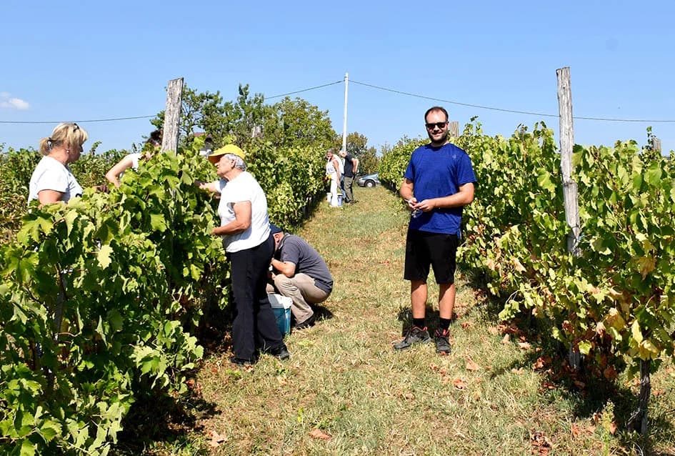 Unatoč ekstremnoj suši dobar urod graševine u vinogradu obitelji Vuković iz Požege
