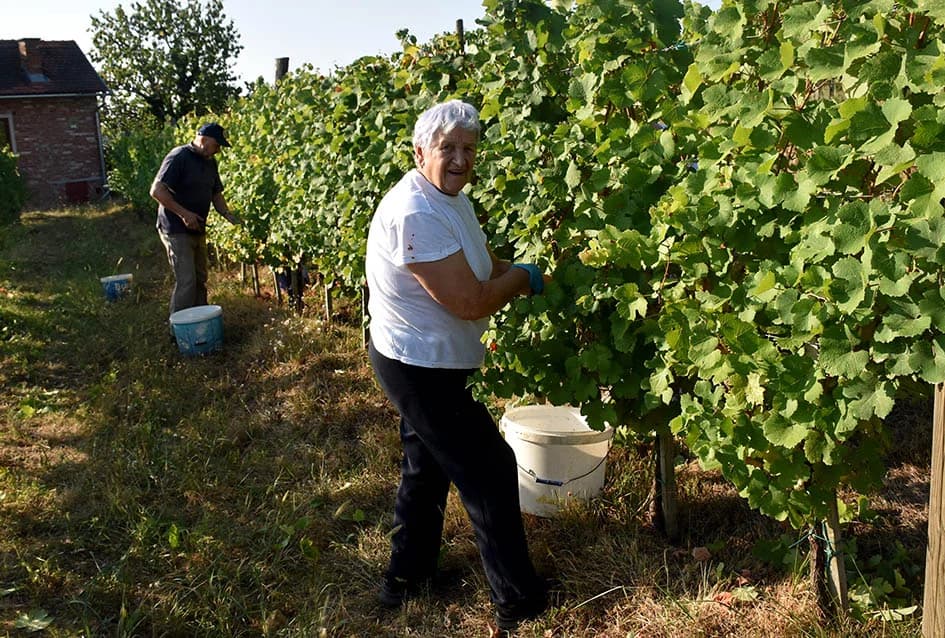 Unatoč ekstremnoj suši dobar urod graševine u vinogradu obitelji Vuković iz Požege