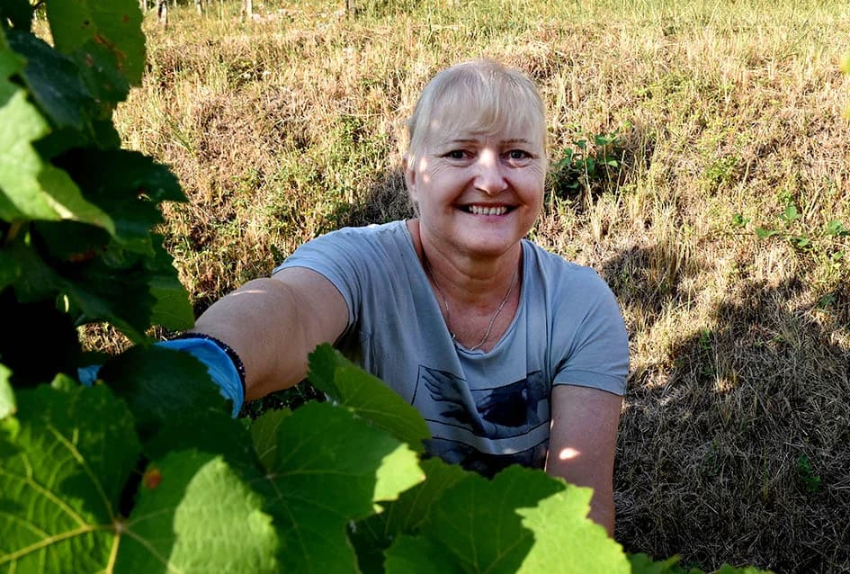 Unatoč ekstremnoj suši dobar urod graševine u vinogradu obitelji Vuković iz Požege