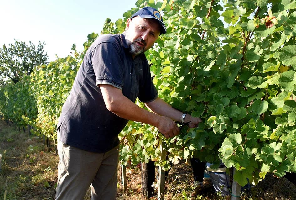 Unatoč ekstremnoj suši dobar urod graševine u vinogradu obitelji Vuković iz Požege