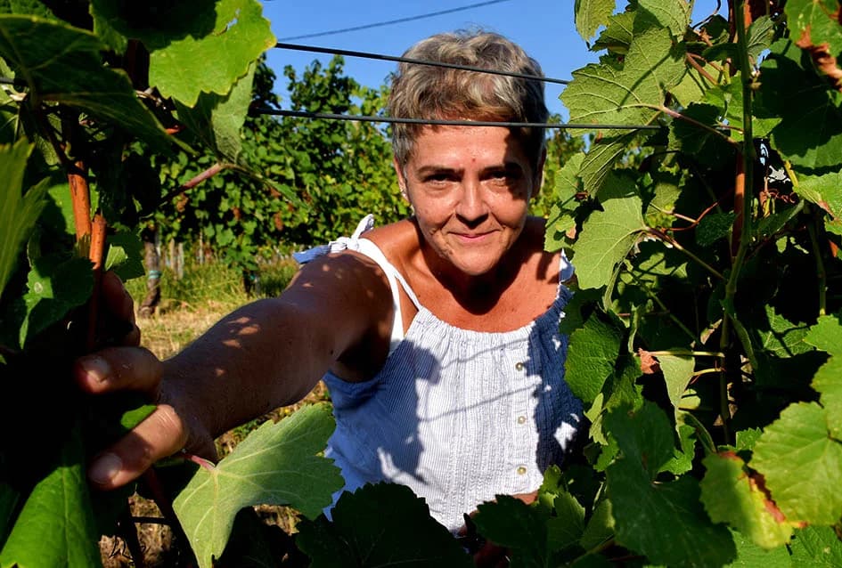 Unatoč ekstremnoj suši dobar urod graševine u vinogradu obitelji Vuković iz Požege