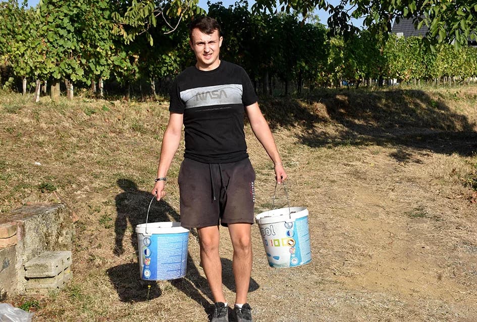 Unatoč ekstremnoj suši dobar urod graševine u vinogradu obitelji Vuković iz Požege