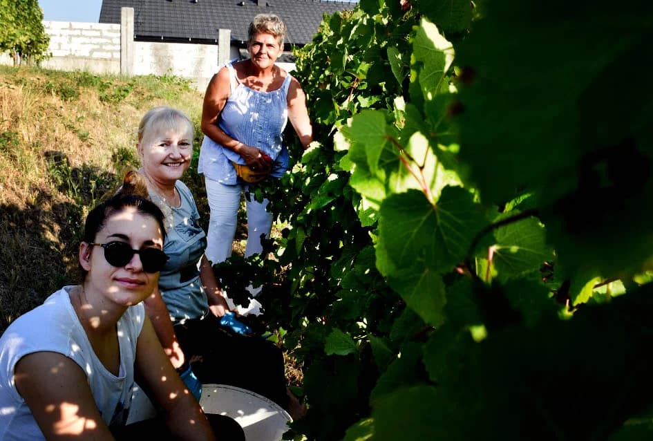 Unatoč ekstremnoj suši dobar urod graševine u vinogradu obitelji Vuković iz Požege