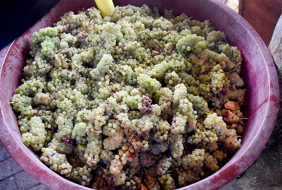 Unatoč ekstremnoj suši dobar urod graševine u vinogradu obitelji Vuković iz Požege