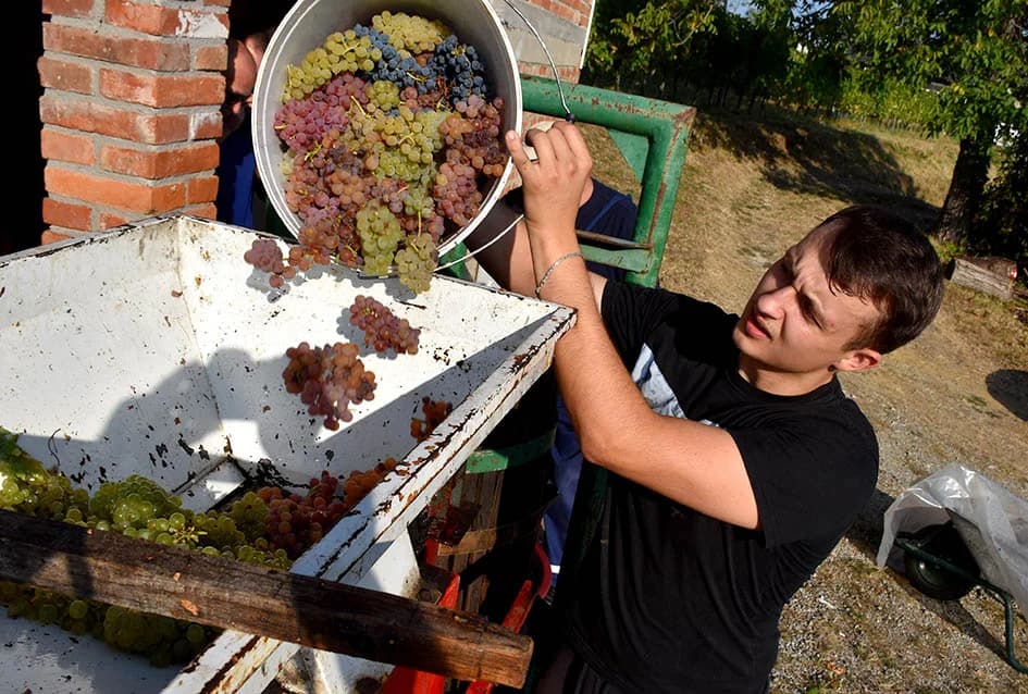 Unatoč ekstremnoj suši dobar urod graševine u vinogradu obitelji Vuković iz Požege