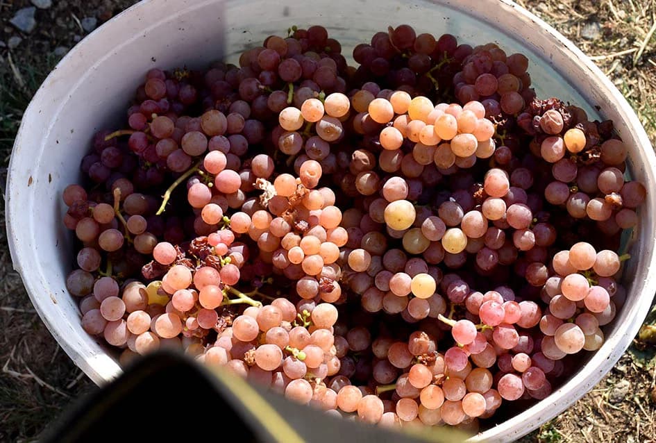 Unatoč ekstremnoj suši dobar urod graševine u vinogradu obitelji Vuković iz Požege