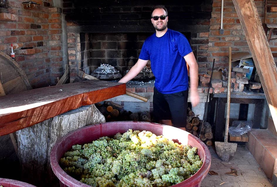 Unatoč ekstremnoj suši dobar urod graševine u vinogradu obitelji Vuković iz Požege