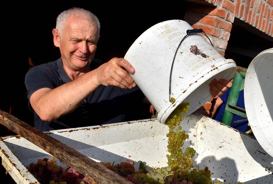Unatoč ekstremnoj suši dobar urod graševine u vinogradu obitelji Vuković iz Požege