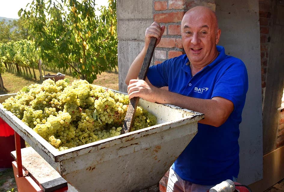 Unatoč ekstremnoj suši dobar urod graševine u vinogradu obitelji Vuković iz Požege