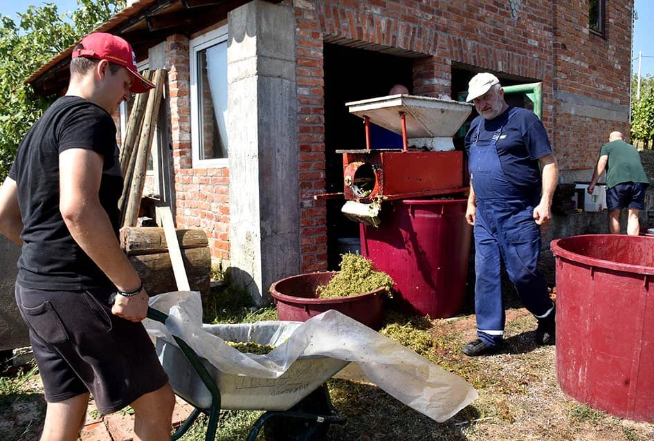 Unatoč ekstremnoj suši dobar urod graševine u vinogradu obitelji Vuković iz Požege
