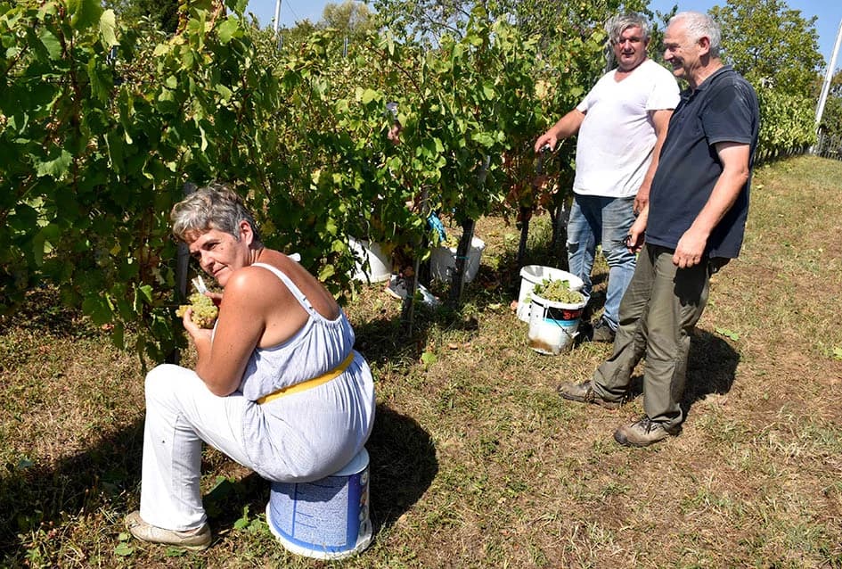 Unatoč ekstremnoj suši dobar urod graševine u vinogradu obitelji Vuković iz Požege