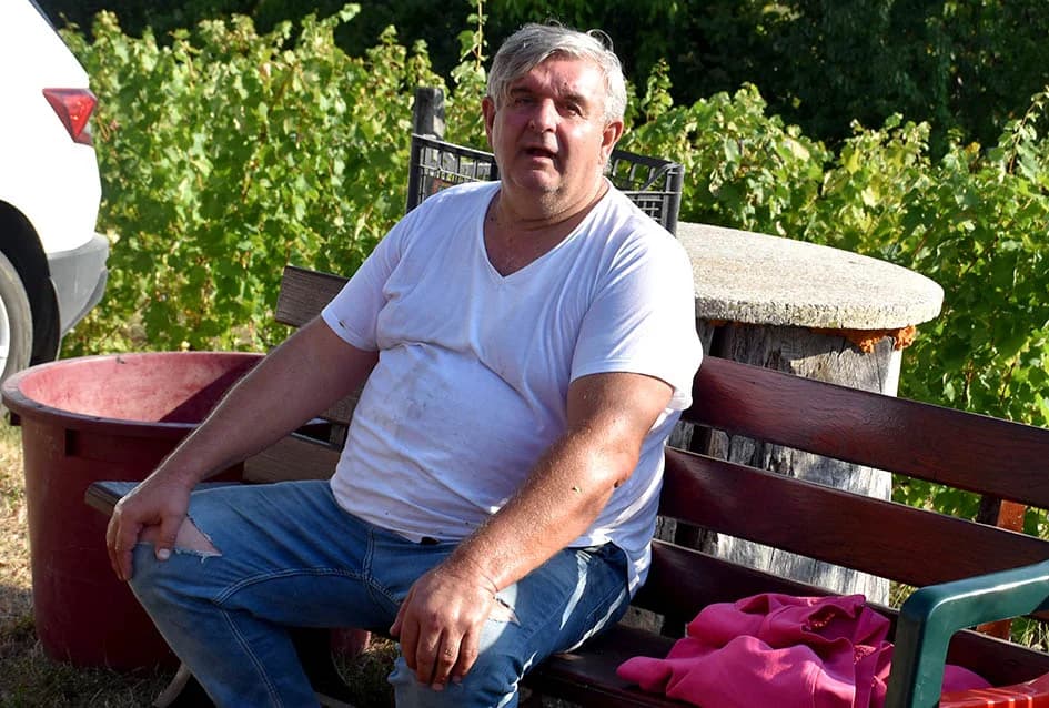 Unatoč ekstremnoj suši dobar urod graševine u vinogradu obitelji Vuković iz Požege