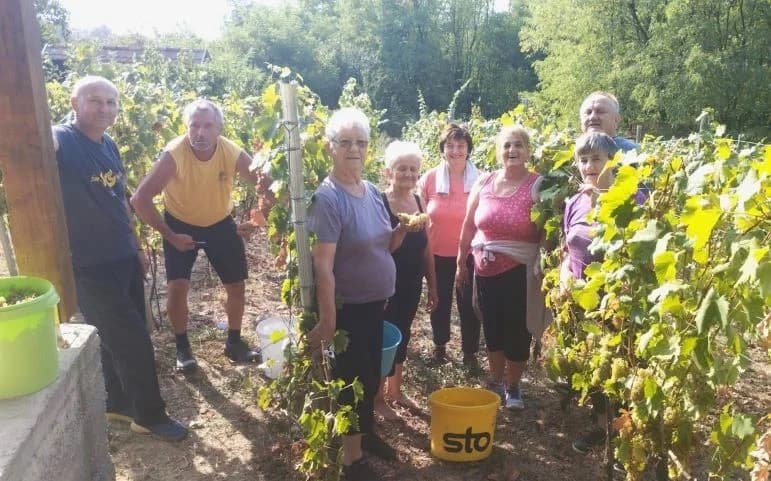 ZKUD “RAMA“: Berba grožđa u vinogadu predsjednika Jure Vidakušića