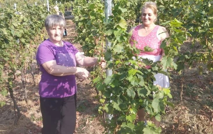 ZKUD “RAMA“: Berba grožđa u vinogadu predsjednika Jure Vidakušića