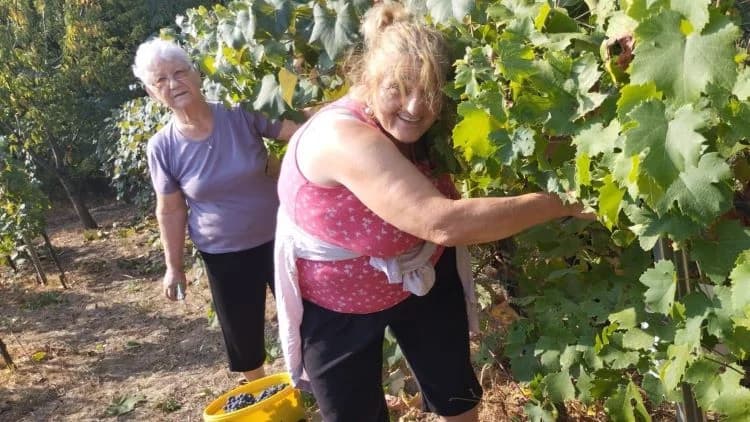 ZKUD “RAMA“: Berba grožđa u vinogadu predsjednika Jure Vidakušića