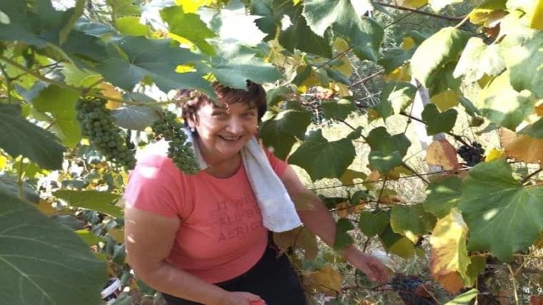 ZKUD “RAMA“: Berba grožđa u vinogadu predsjednika Jure Vidakušića