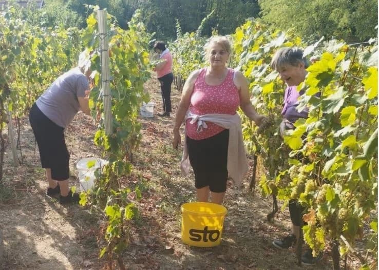 ZKUD “RAMA“: Berba grožđa u vinogadu predsjednika Jure Vidakušića