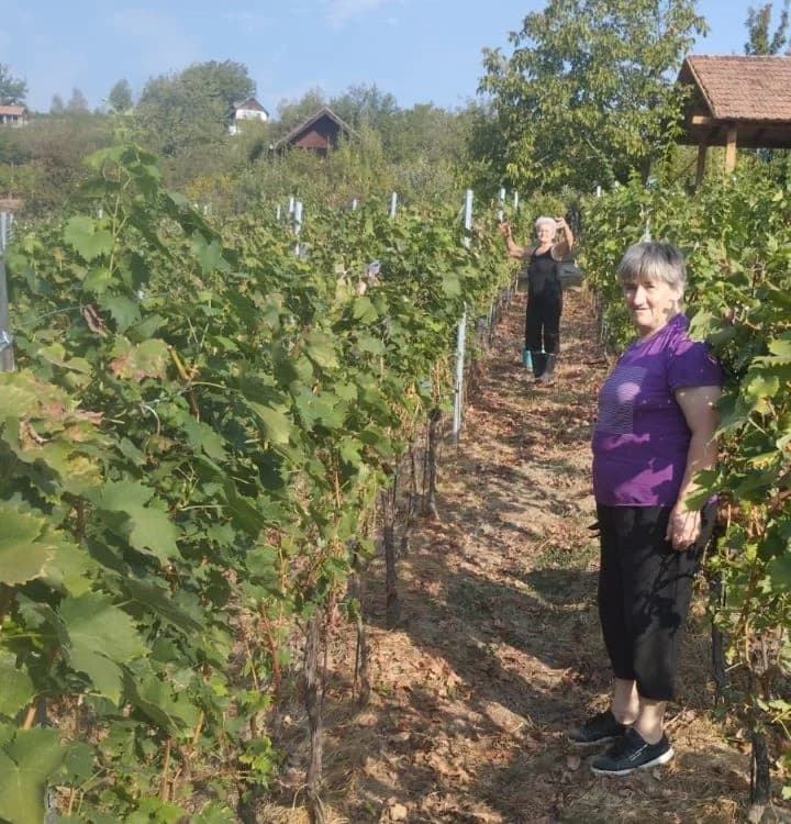 ZKUD “RAMA“: Berba grožđa u vinogadu predsjednika Jure Vidakušića