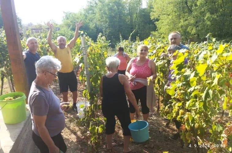 ZKUD “RAMA“: Berba grožđa u vinogadu predsjednika Jure Vidakušića