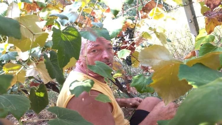 ZKUD “RAMA“: Berba grožđa u vinogadu predsjednika Jure Vidakušića