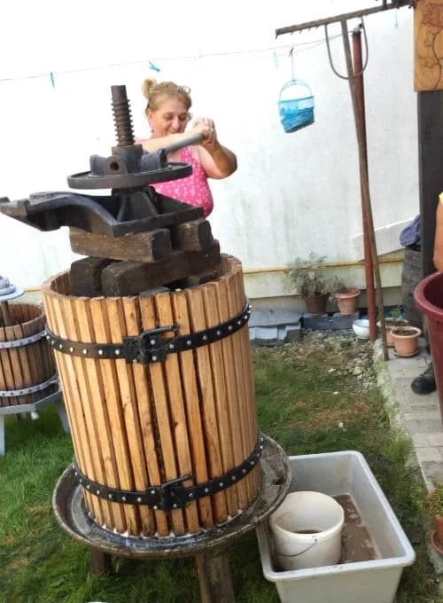 ZKUD “RAMA“: Berba grožđa u vinogadu predsjednika Jure Vidakušića
