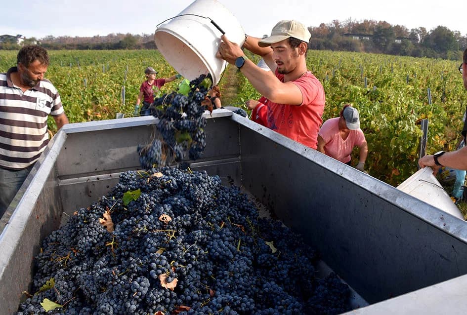 ZAVRŠAVA BERBA U VINOGRADIMA IVE ENJINGIJA IZ HRNJEVCA: Berba nikad ranija i kraća