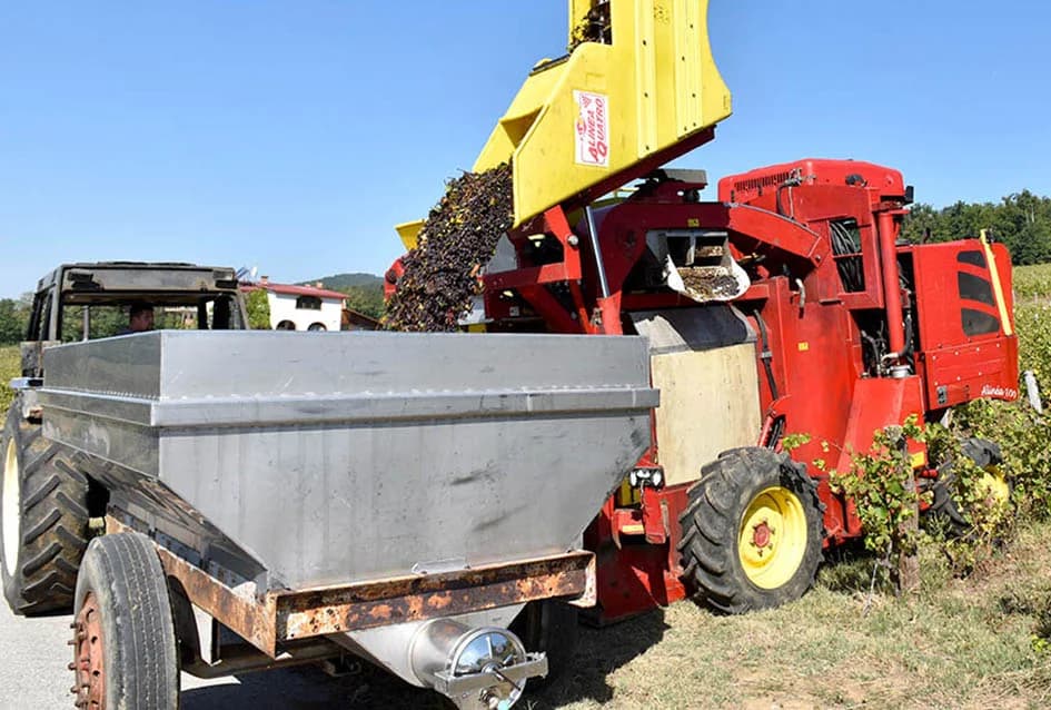ZAVRŠAVA BERBA U VINOGRADIMA IVE ENJINGIJA IZ HRNJEVCA: Berba nikad ranija i kraća